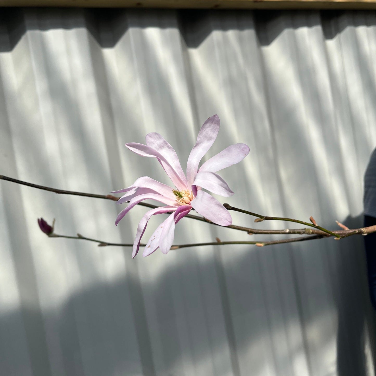 Magnolia x loebneri 'Leonard Messel'