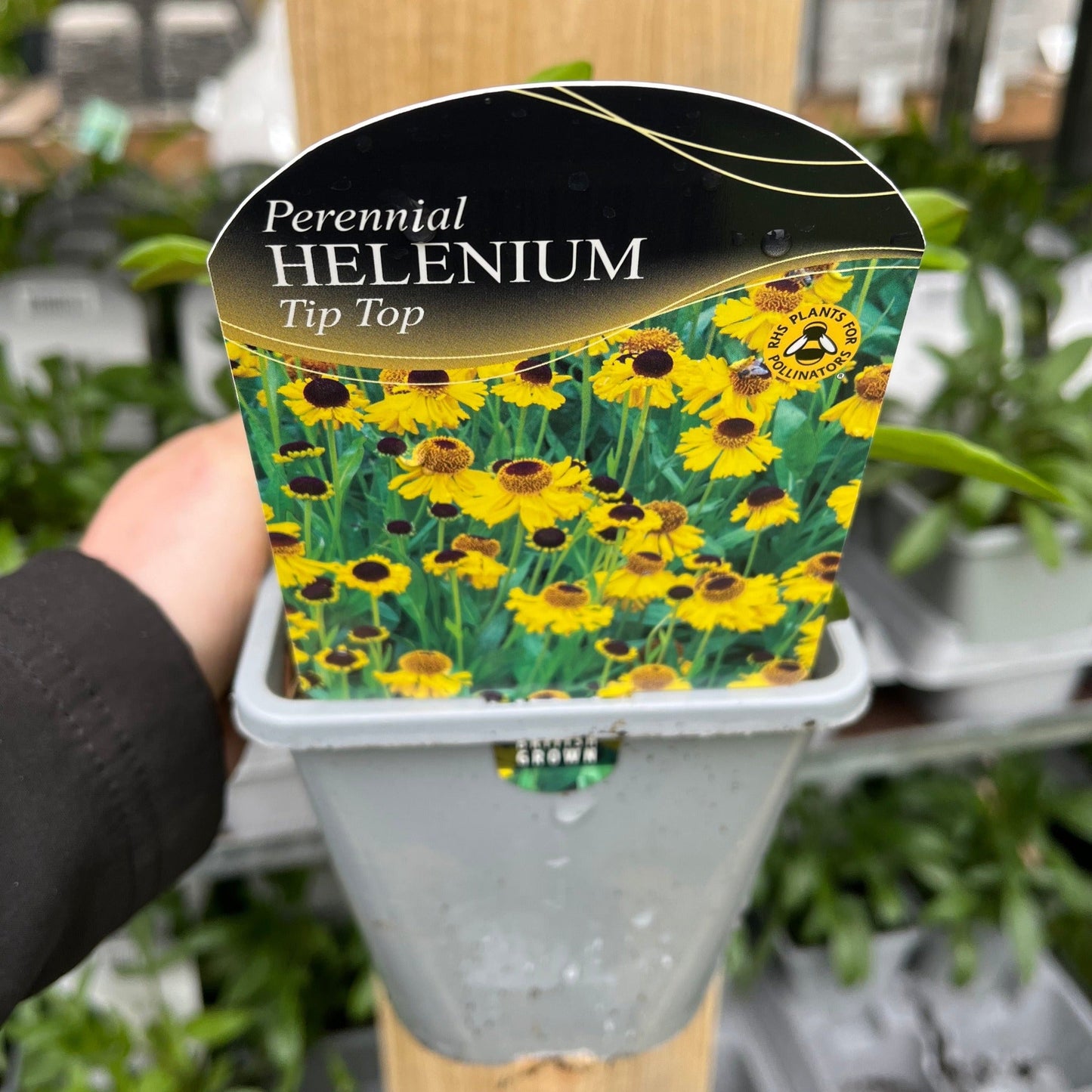 Helenium - Tip Top 1L