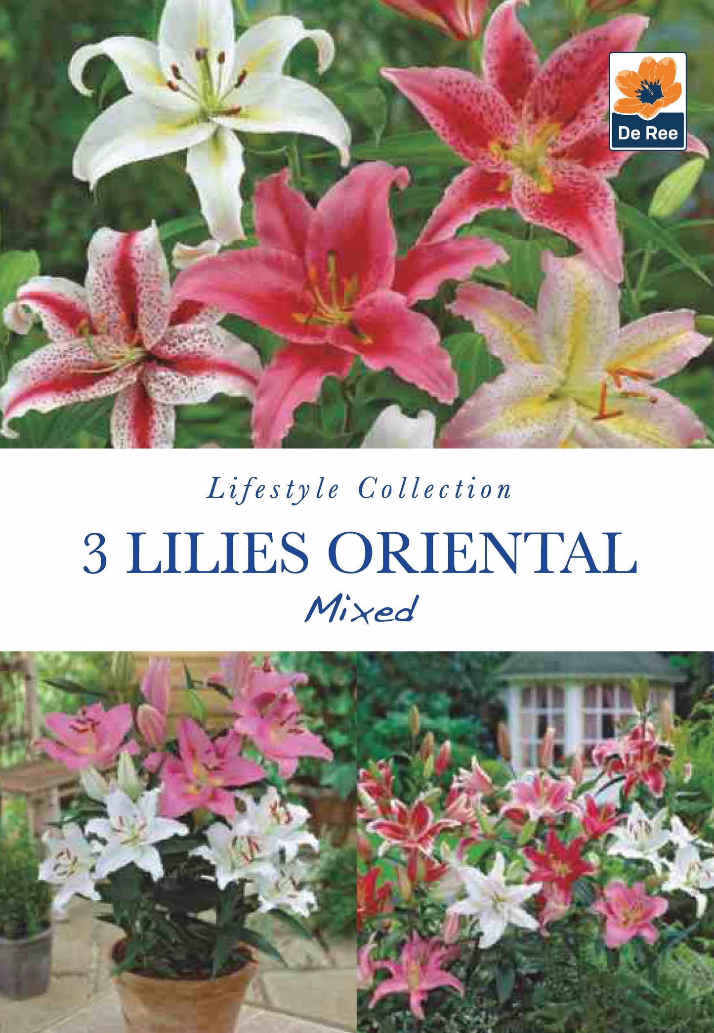 Lilies Oriental | Mixed Colours | 3 Bulbs