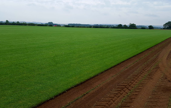 Premier Lawn Turf Roll (1m2). General Purpose / Hardwearing Lawn