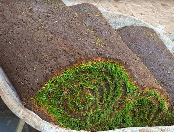 Premier Lawn Turf Roll (1m2). General Purpose / Hardwearing Lawn