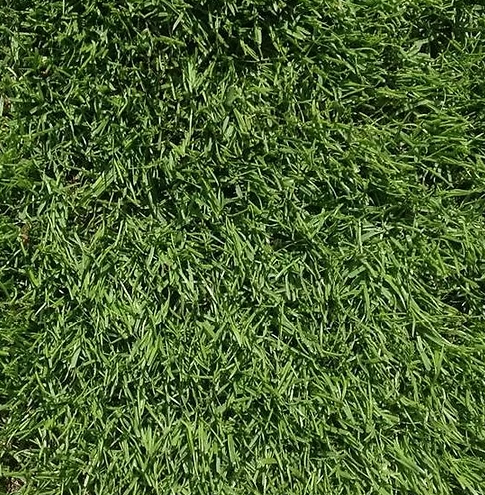 20kg - FR CSI Premium Football & Rugby Pitch With Creeping Rye Grass Seed Mix