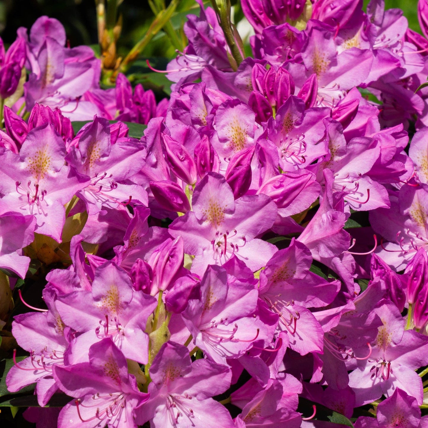 Rhododendron ponticum ‘Variegata’ 5L