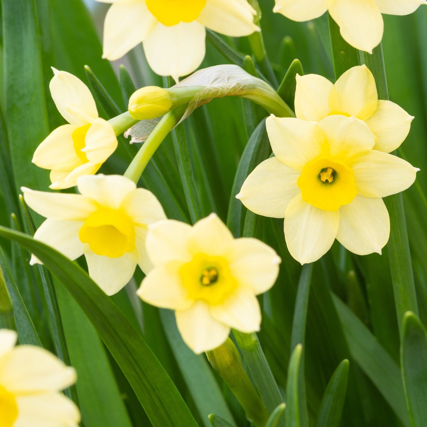 Dwarf Daffodil 'Minnow' (8/18 Bulbs)
