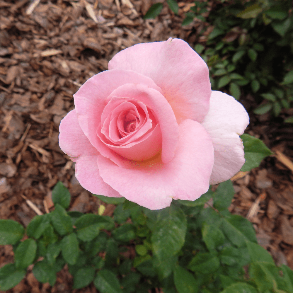 Bloom & Root® Rose Blend Topsoil
