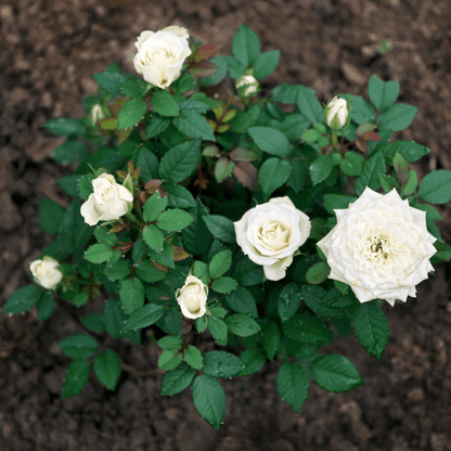 Bloom & Root® Rose Blend Topsoil