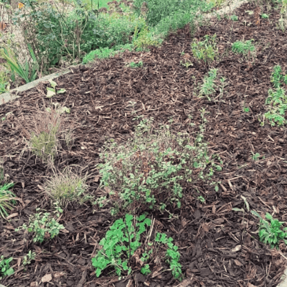 Landscaping Garden Bark Mulch