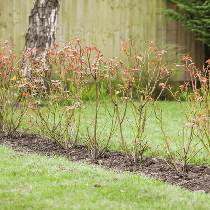 Bloom & Root® Rose Blend Topsoil