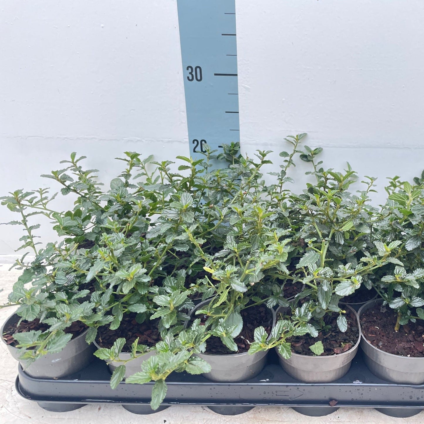 Ceanothus 'Victoria' (Californian Lilac) 9cm/2L/5L/10L