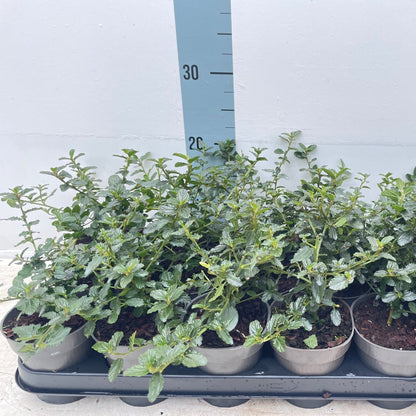 Ceanothus 'Victoria' (Californian Lilac) 9cm/2L/5L/10L