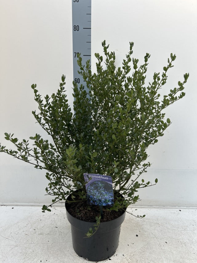 Ceanothus 'Victoria' (Californian Lilac) 9cm/2L/5L/10L