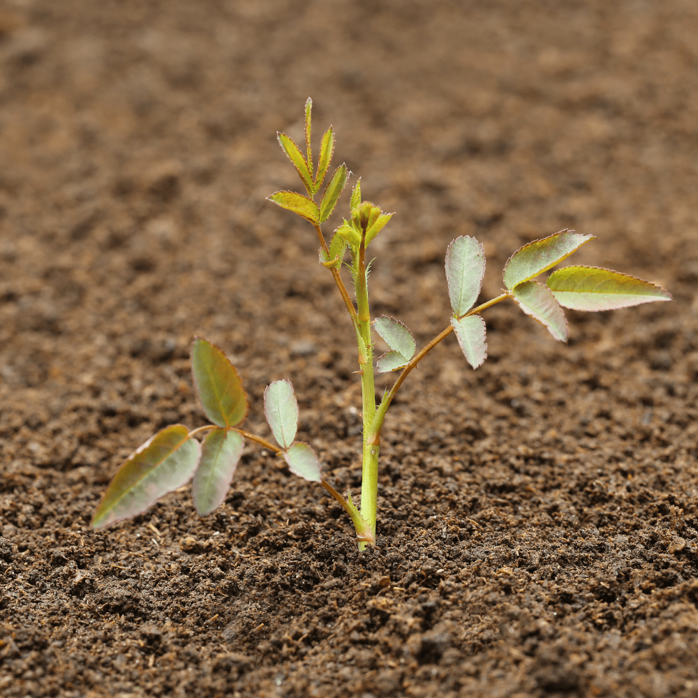Bloom & Root® Rose Blend Topsoil