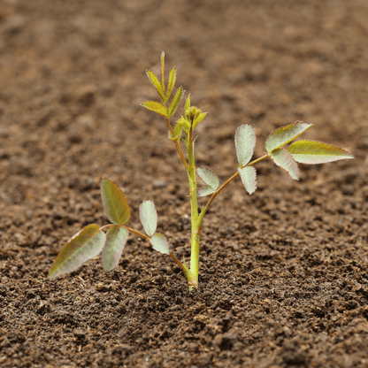 Bloom & Root® Rose Blend Topsoil