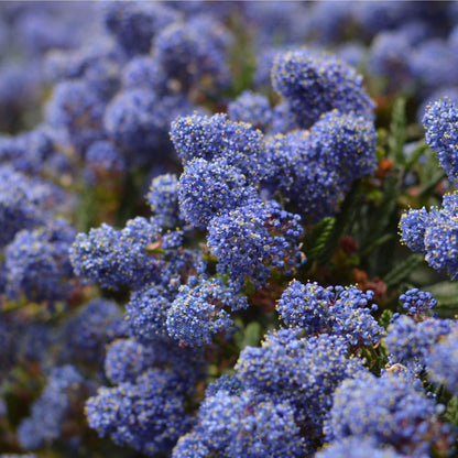 Ceanothus 'Victoria' (Californian Lilac) 9cm/2L/5L/10L