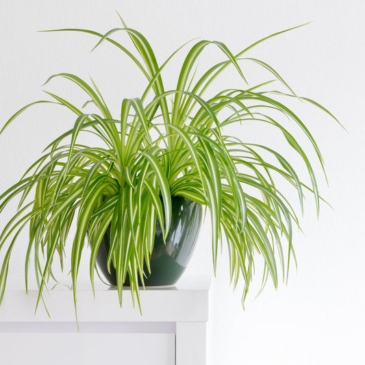 Chlorophytum variagata (Spider Plant) 25-30cm