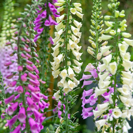 Digitalis purpurea (Foxglove) Our Selection of 3 x Foxgloves in 9cm Pot