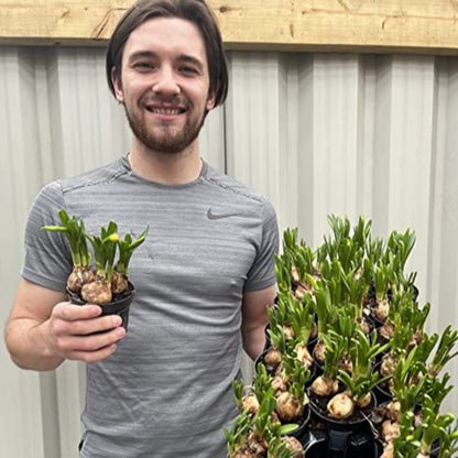 Tete a Tete Daffodil Bulbs (3 x 9cm Pots)