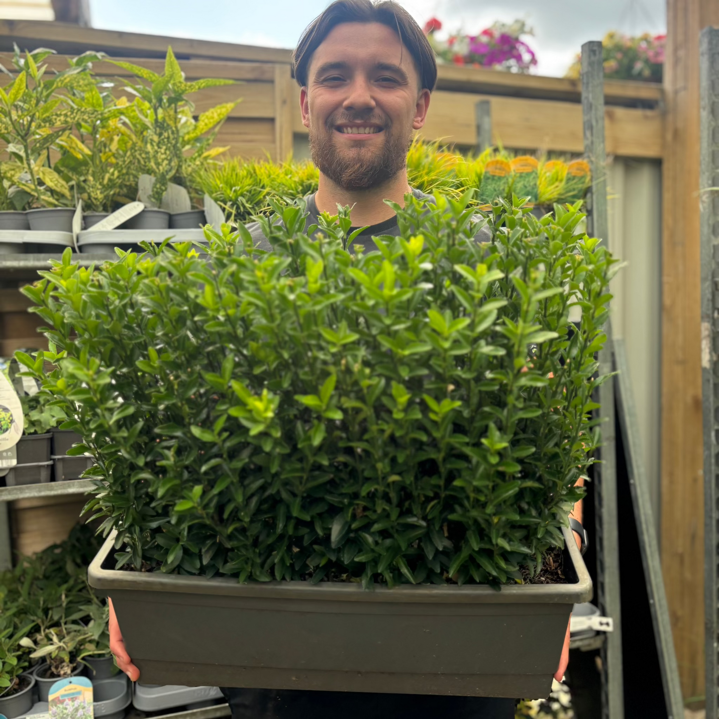 Euonymus japonicus 'Green Spire' (Multibuy Offers Available)