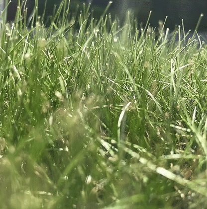 HL.10 Heathland, Acidic & Peat Soils Grass Seed Mix (HL10)