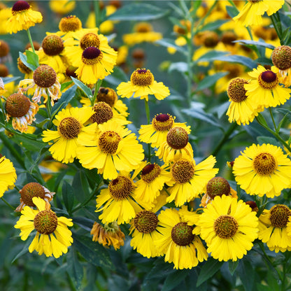 Helenium - Tip Top 1L