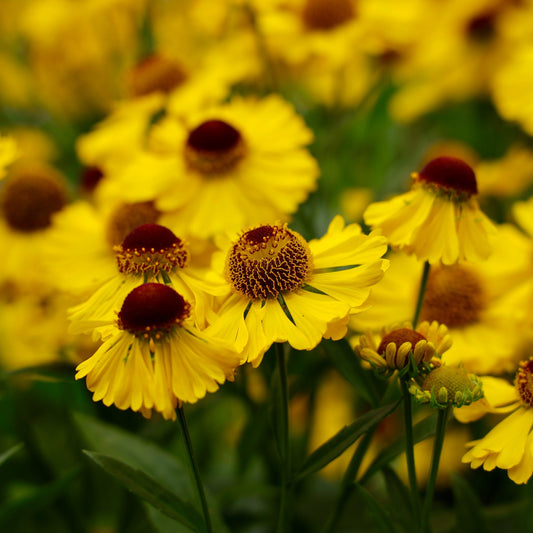 Helenium - Tip Top 1L