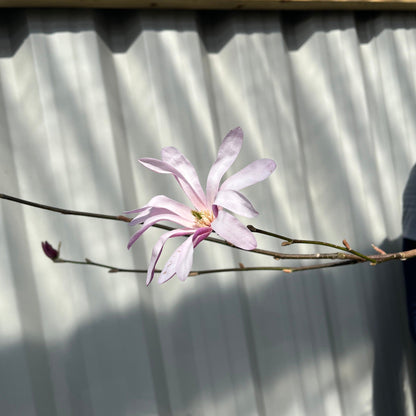Magnolia x loebneri 'Leonard Messel'