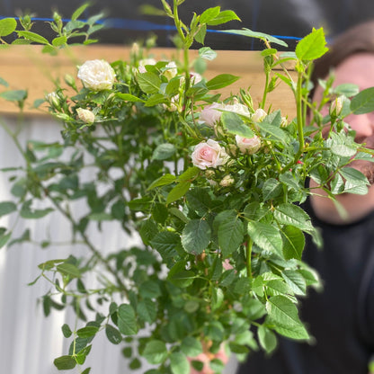 Patio Standard Rose 'White' 60-70cm