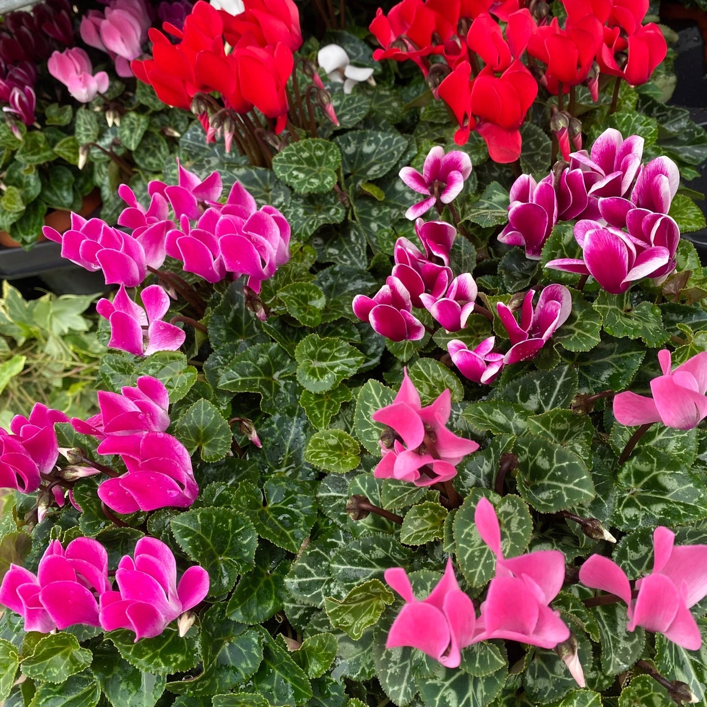 Cyclamen Mix of 3 Plants (3 x 9cm Pots)