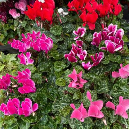 Cyclamen Mix of 3 Plants (3 x 9cm Pots)