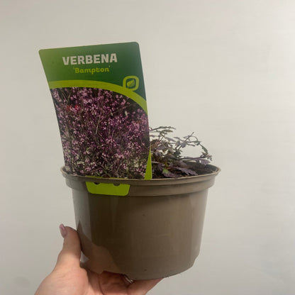 Verbena officinalis var. grandiflora 'Bampton' 9cm/2L