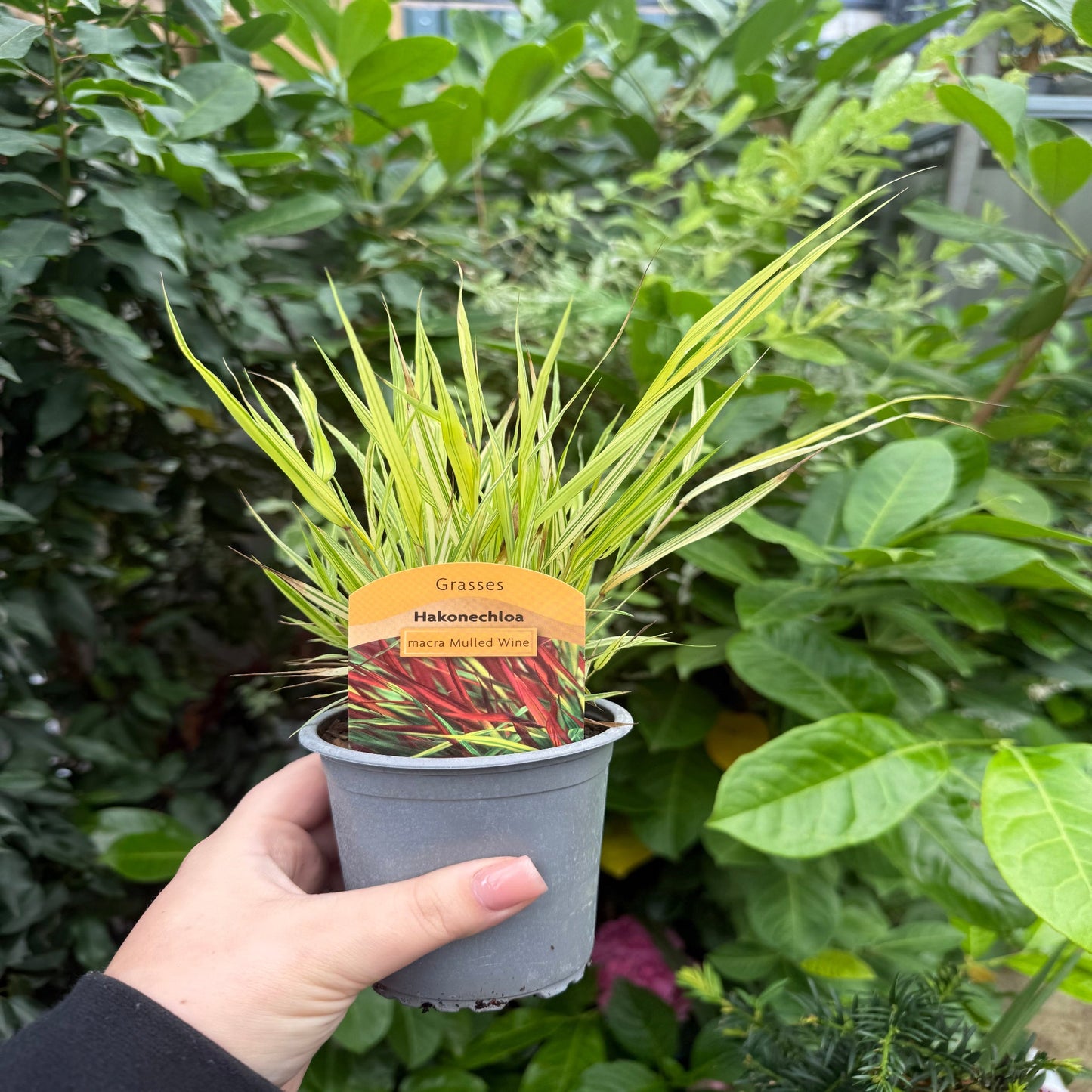 Hakonechloa macra 'Mulled Wine' 9cm