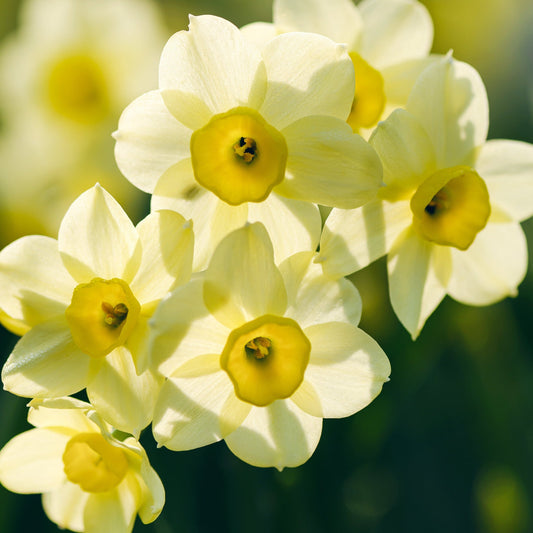 Dwarf Daffodil 'Minnow' (8/18  Bulbs)