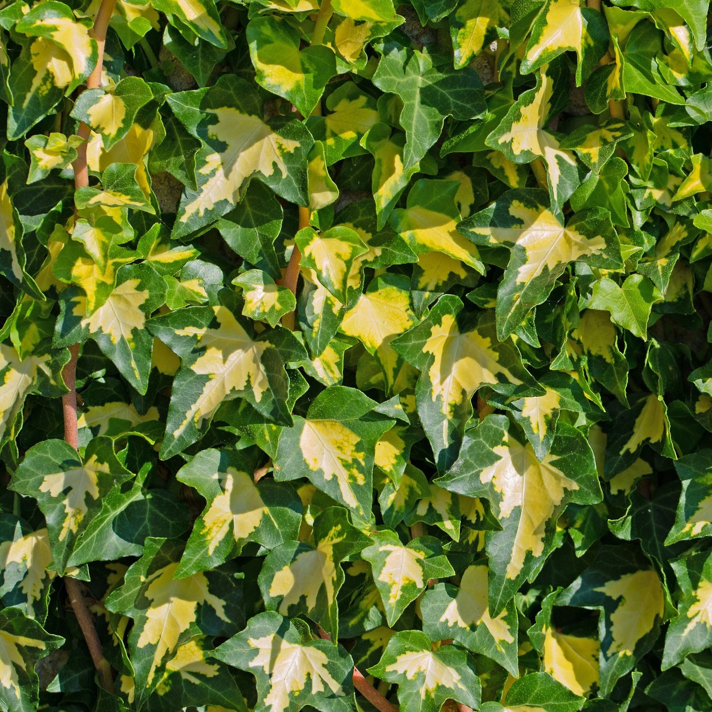 Hedera helix 'Goldheart' 60-70cm