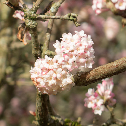 Viburnum x bodnantense 'Charles Lamont' 3L