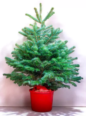 Pot Grown Nordmann Fir Christmas Trees