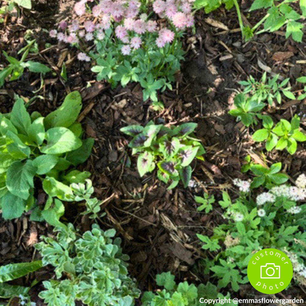 Landscaping Garden Bark Mulch