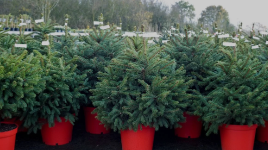 Pot Grown Nordmann Fir Christmas Trees