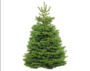 Nordmann Fir - Non Drop Christmas Trees