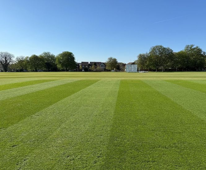 Lifesaver sports and amenity turf example
